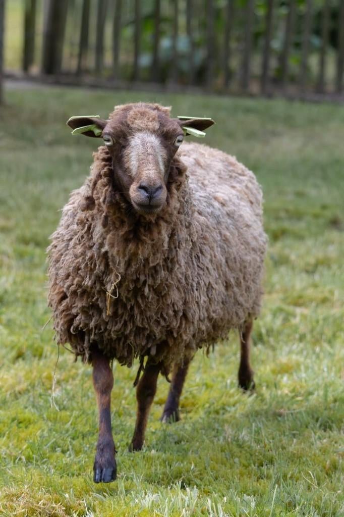 Quessant schapen | Kleine schapen | Deskundig advies, Dieren en Toebehoren, Vrouwelijk, Schaap, 0 tot 2 jaar