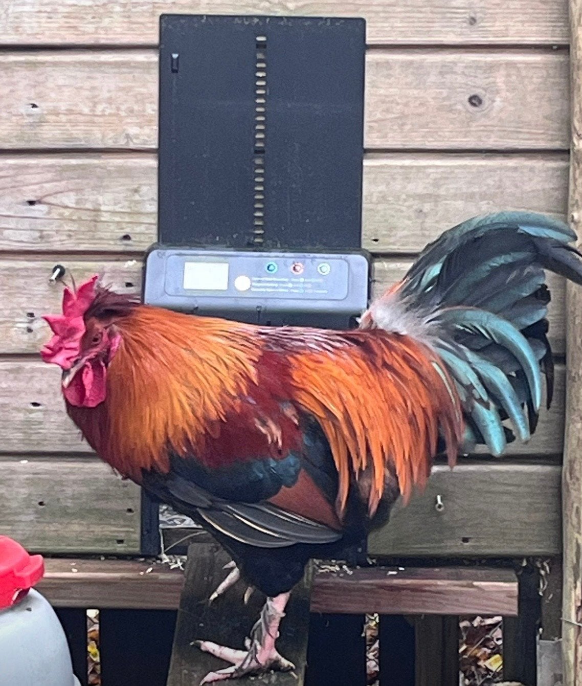 Gezonde Haan 1 jaar oud, Dieren en Toebehoren, Pluimvee, Mannelijk, Kip