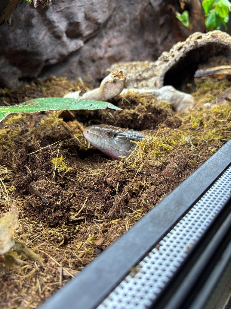 Blauwtongskink+terrarium Blue Tongue Skink photo 5