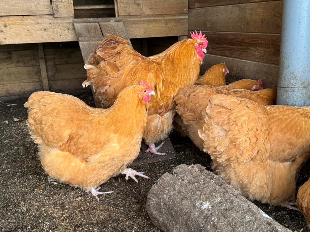 Orpington buff groot toom te koop , aan de leg, Meerdere dieren, Kip