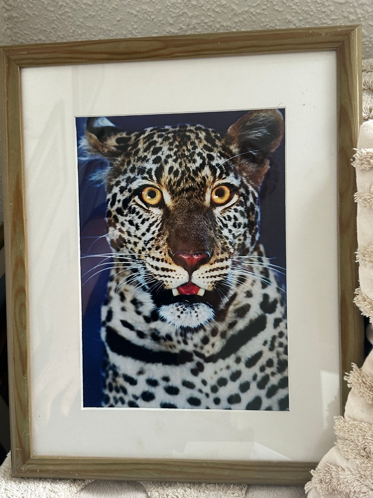 Ingelijste foto's van wilde dieren, Ophalen of Verzenden, Foto, Fotografie, Achter glas