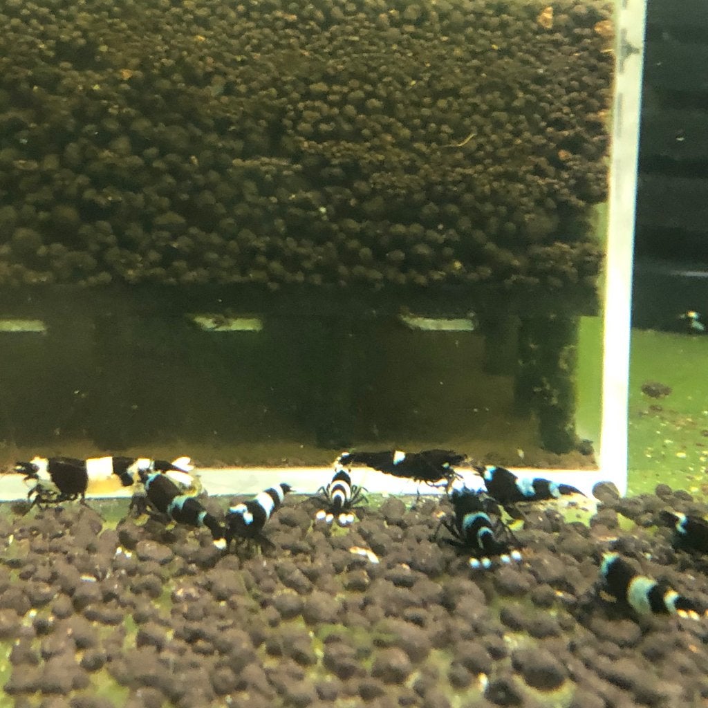 CARIDINA PANDA GARNALEN, Dieren en Toebehoren, Kreeft, Krab of Garnaal, Zoetwatervis, Schoolvis