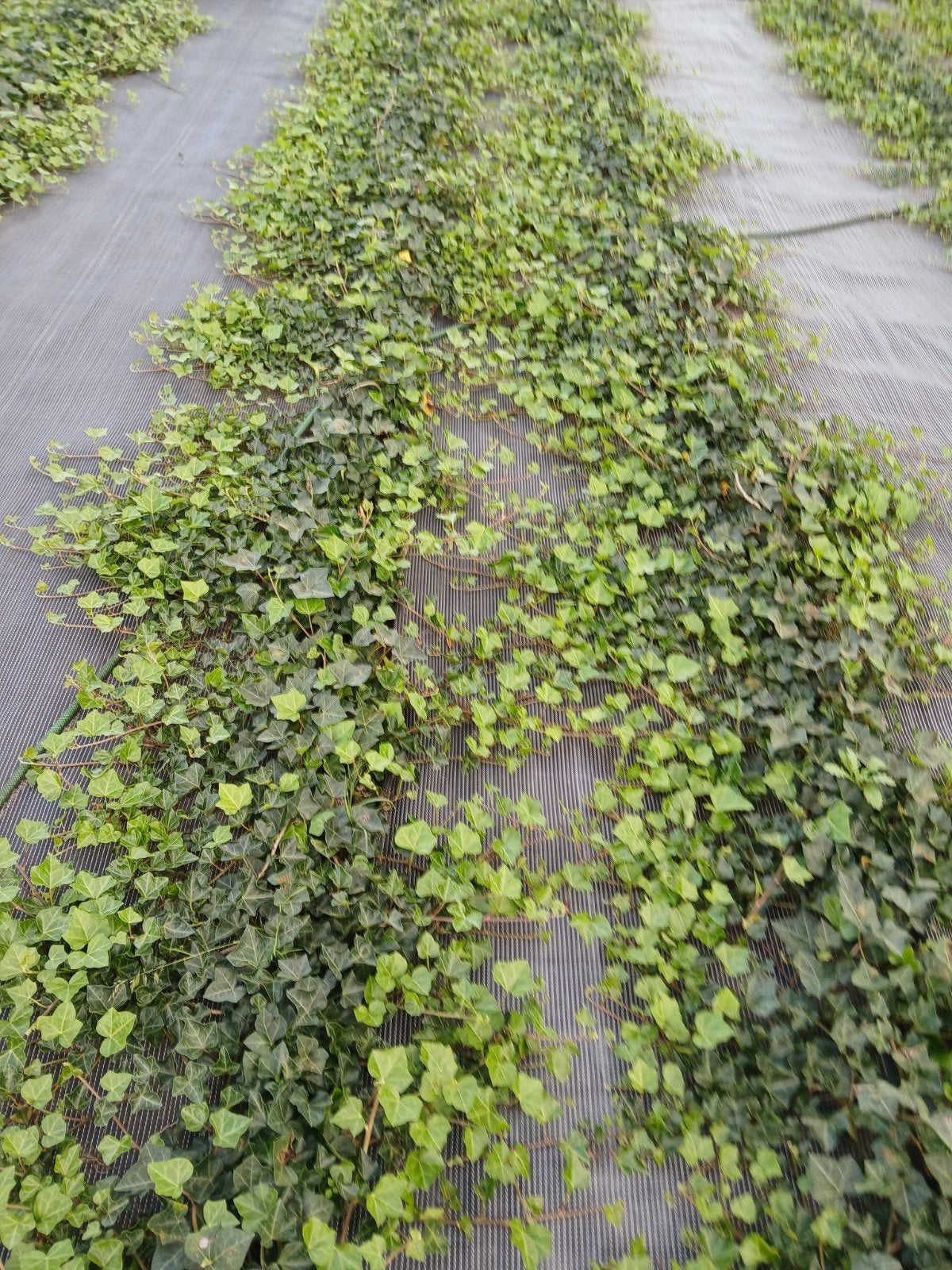 Hedera, Tuin en Terras, Vaste plant, Ophalen of Verzenden, Bloeit niet, Halfschaduw