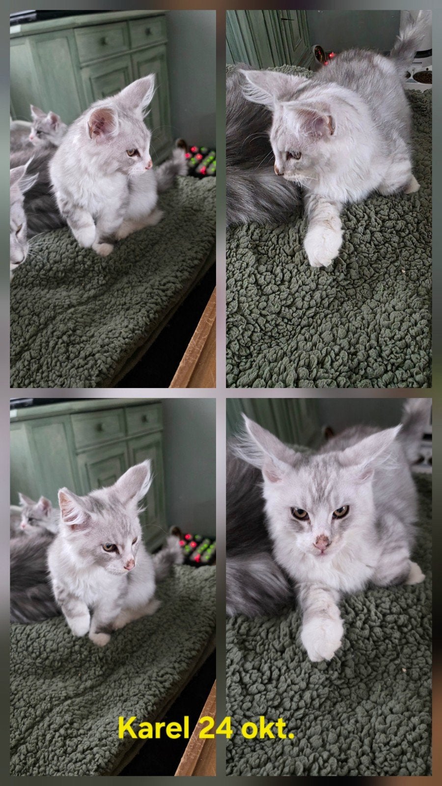 Lief Maine Coon kitten uit breed geteste ouders, Dieren en Toebehoren, Kater, Met stamboom, 0 tot 2 jaar