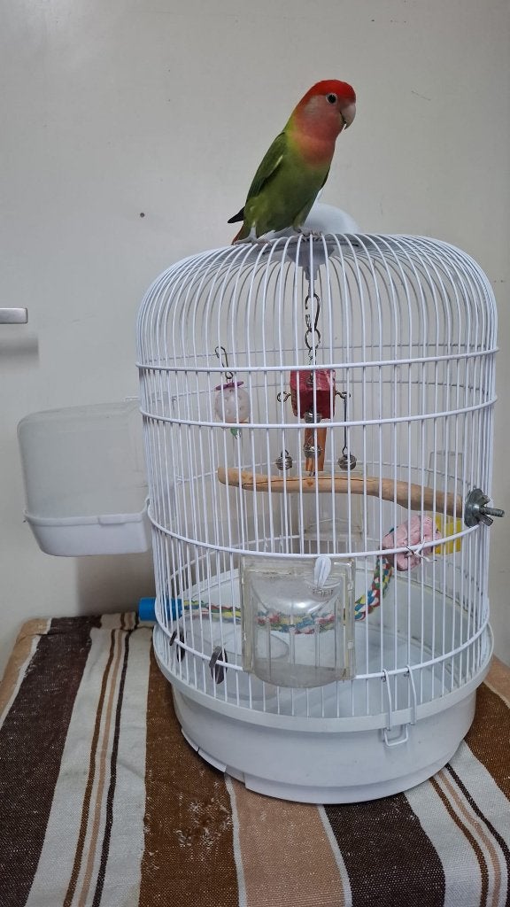 vogels kooi, Ophalen, Zo goed als nieuw, Metaal, Vogelkooi