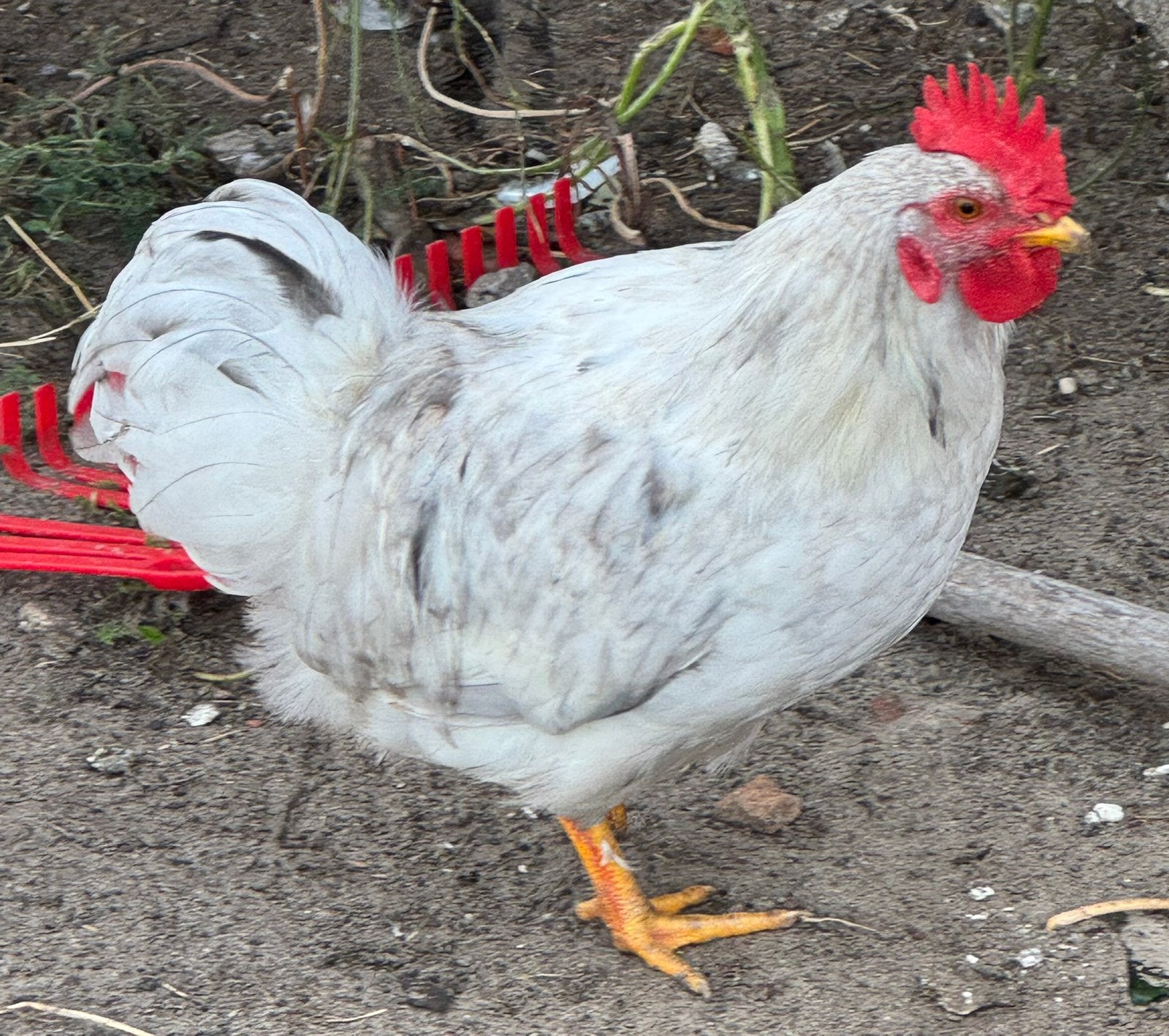 MOOI JONG TOOMPJE – 1 HAAN + 3 HENNEN, Dieren en Toebehoren, Pluimvee