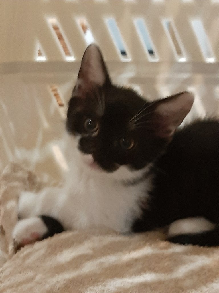 Kat Mia Luna zoekt een leuk huis, Dieren en Toebehoren, Katten en Kittens | Raskatten | Korthaar, Poes, 0 tot 2 jaar