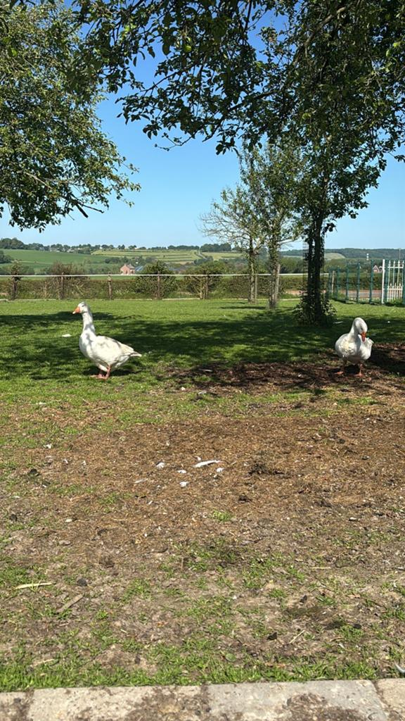 Witte Ganzen te koop, Dieren en Toebehoren, Meerdere dieren