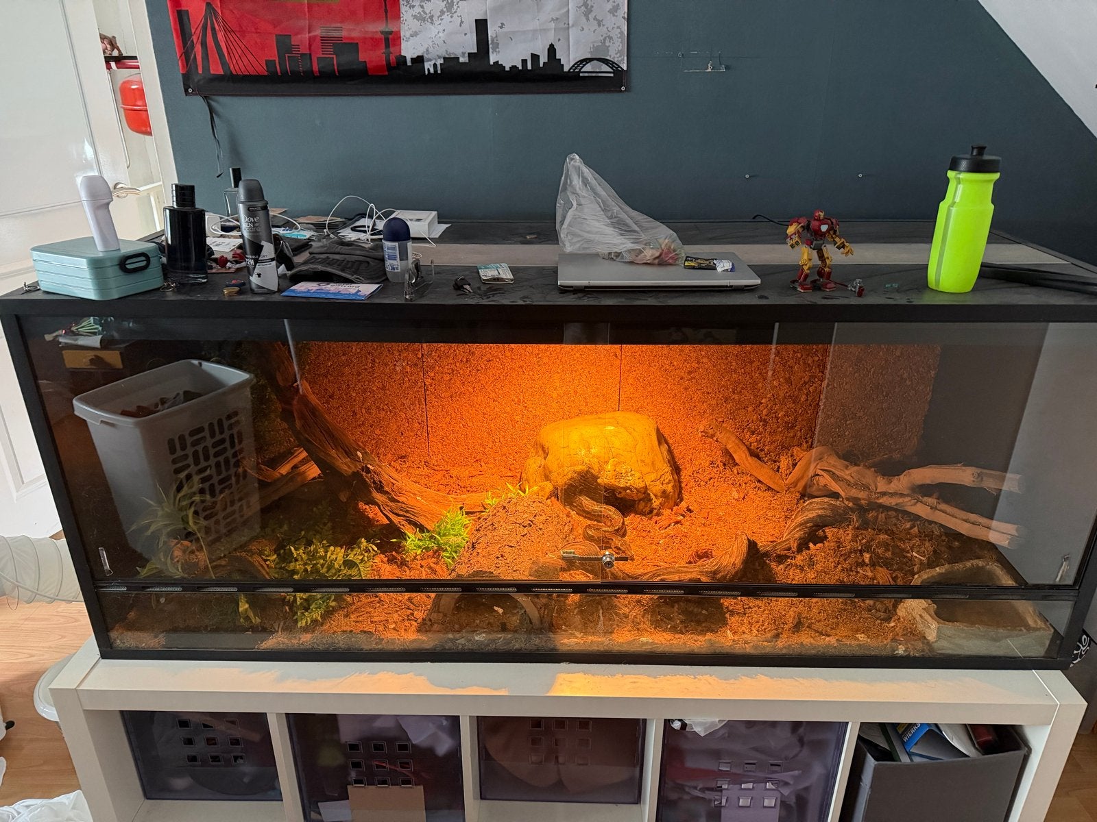 Boa contrisctor + terrarium, Ophalen