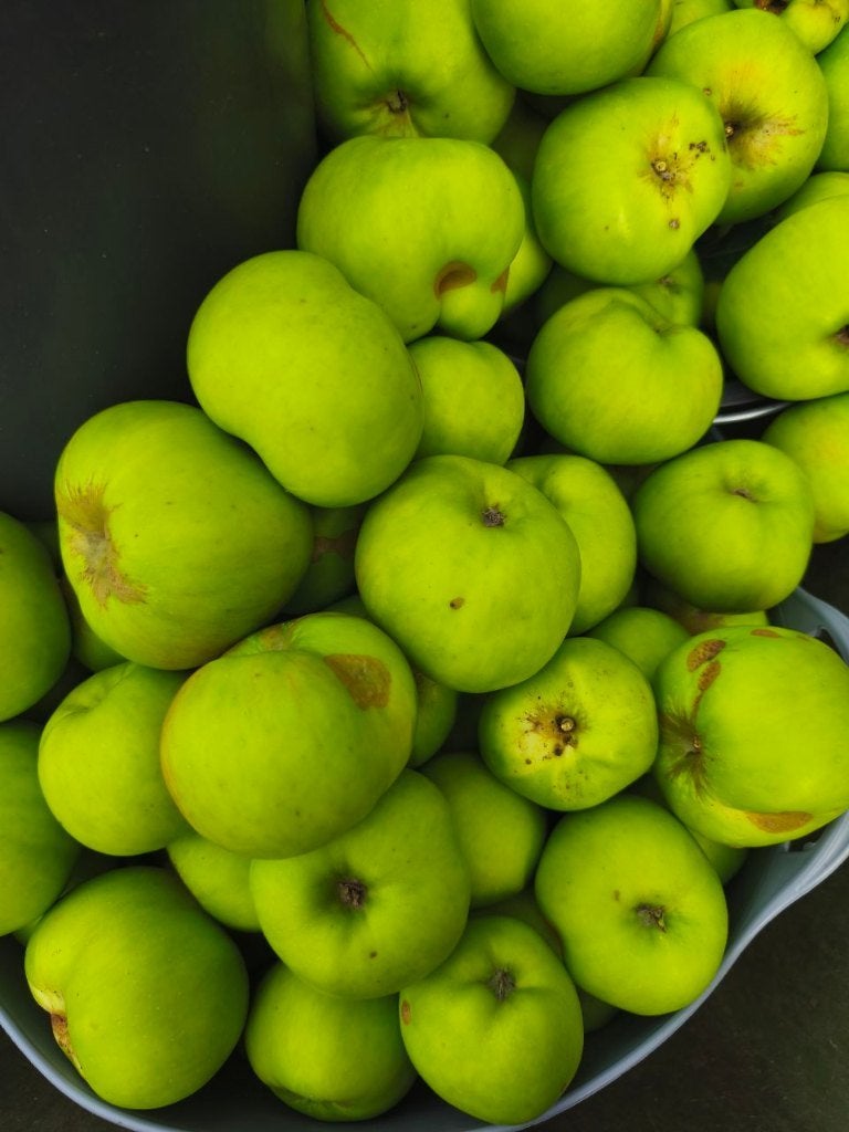 Zedeling - Bramley Seedling appels - bio logisch/onbespoten, Ophalen