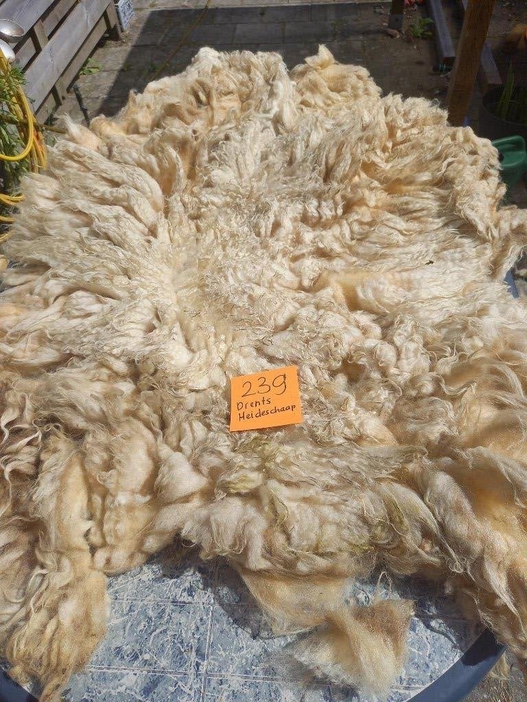 nr 239 Geschoren vacht Drents Heideschaap, Ophalen of Verzenden, Nieuw