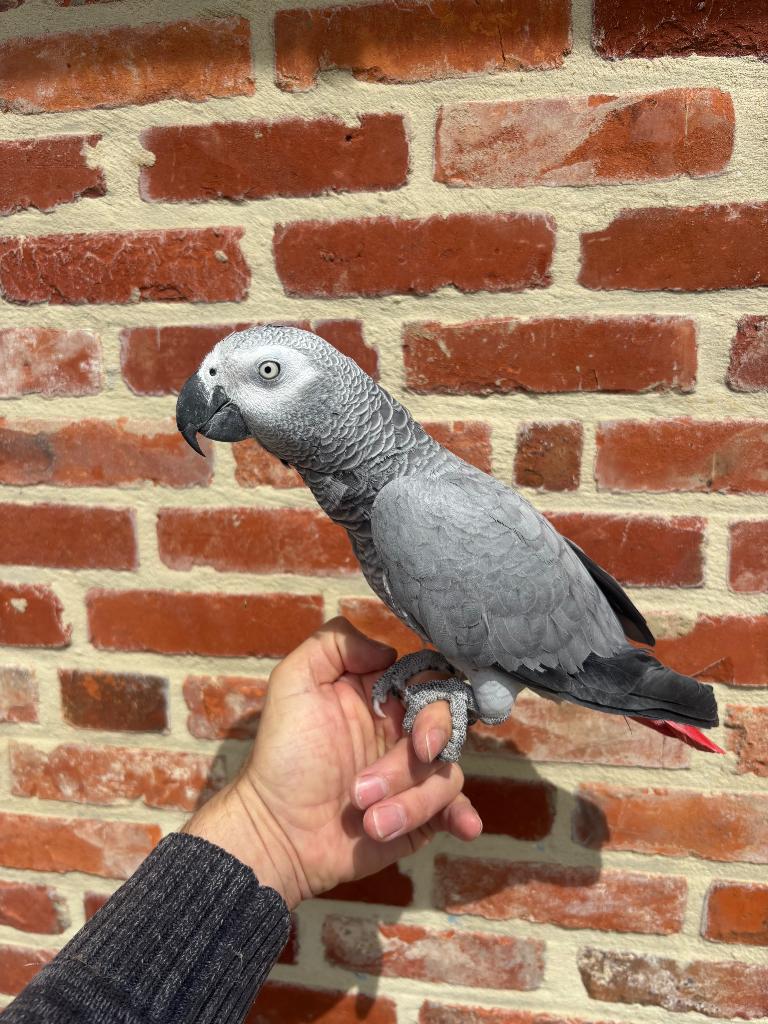 Grijze roodstaart papegaai super tam !!, Vrouwelijk, Papegaai, Pratend