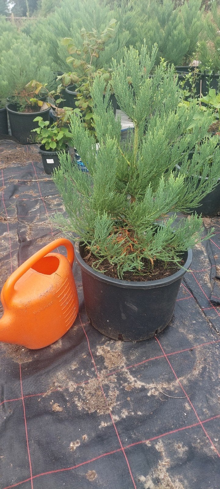 Sequoia (Sequoiadendron) boom 75cm, Ophalen, Volle zon, Overige soorten, Minder dan 100 cm