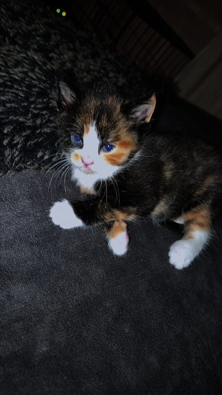 Kittens, Meerdere dieren