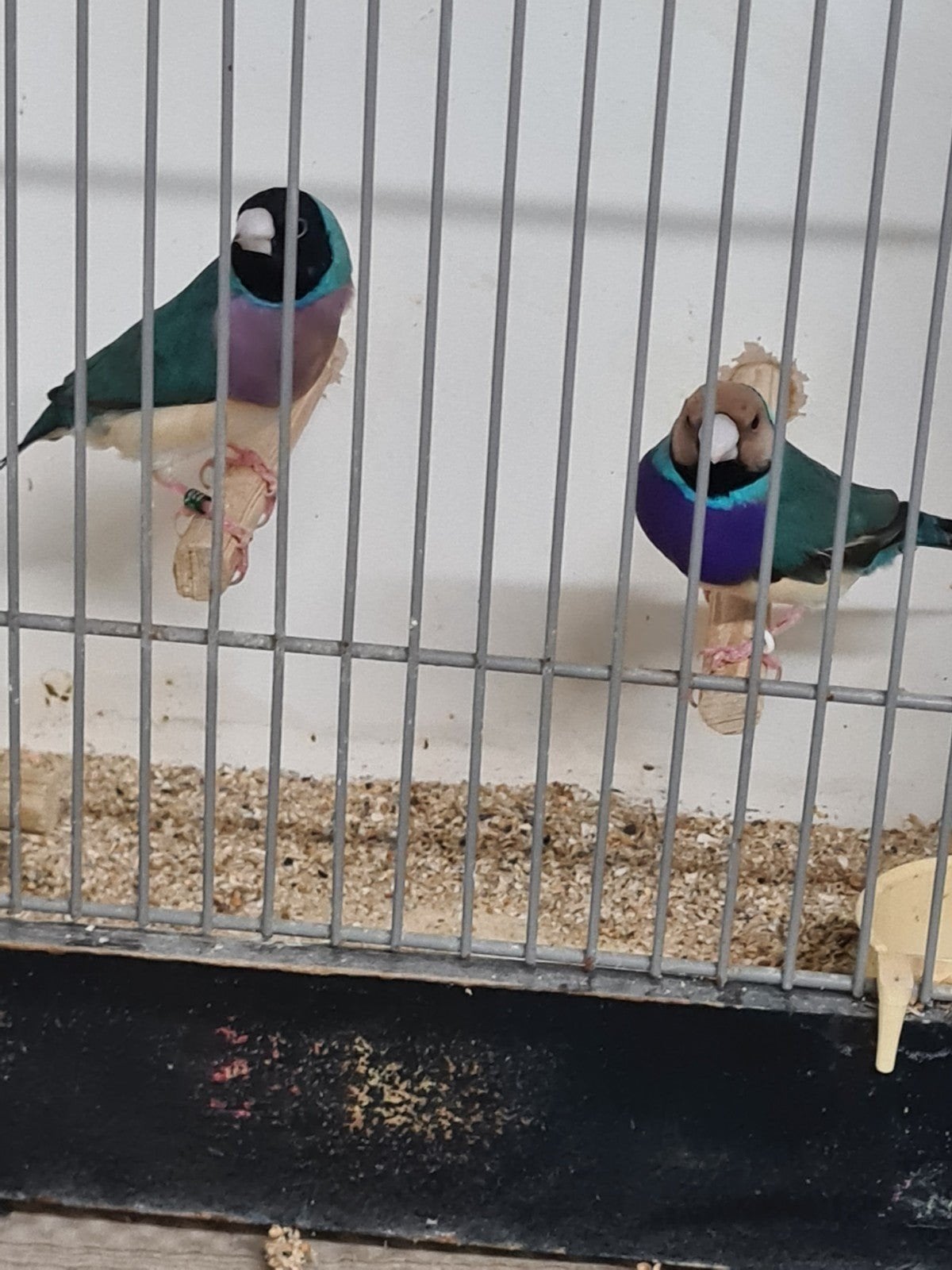 Gouldamadine mannen, Dieren en Toebehoren, Mannelijk, Tropenvogel, Geringd