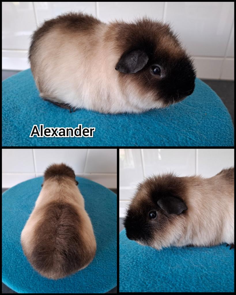 US teddy beer wit cali zwart, September, Mannelijk, Cavia