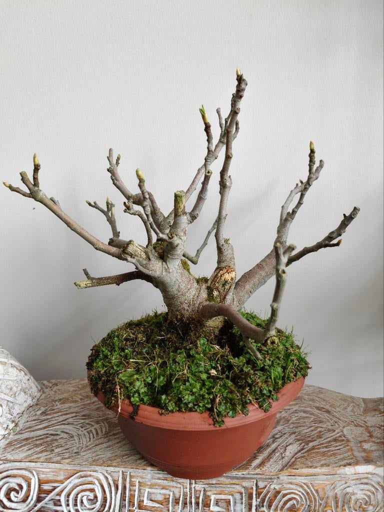 Ficus Carica 'Vijg' bonsai, Bloeit niet, Halfschaduw, Minder dan 100 cm, Overige soorten