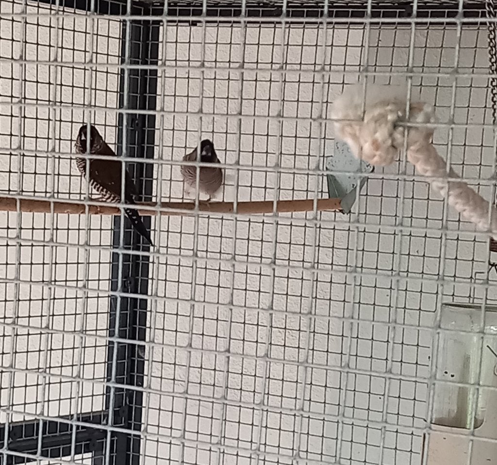 Te koop 2 mooie Japanse meeuwtjes, Dieren en Toebehoren, Geslacht onbekend, Bastaard