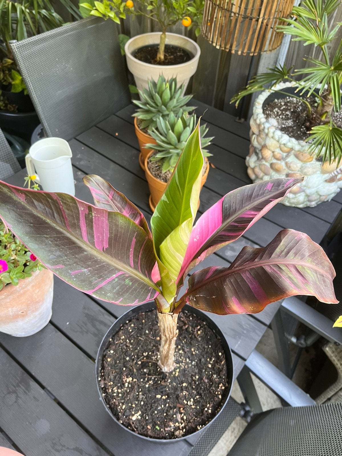 Musa Nono, Ophalen, Overige soorten, Volle zon