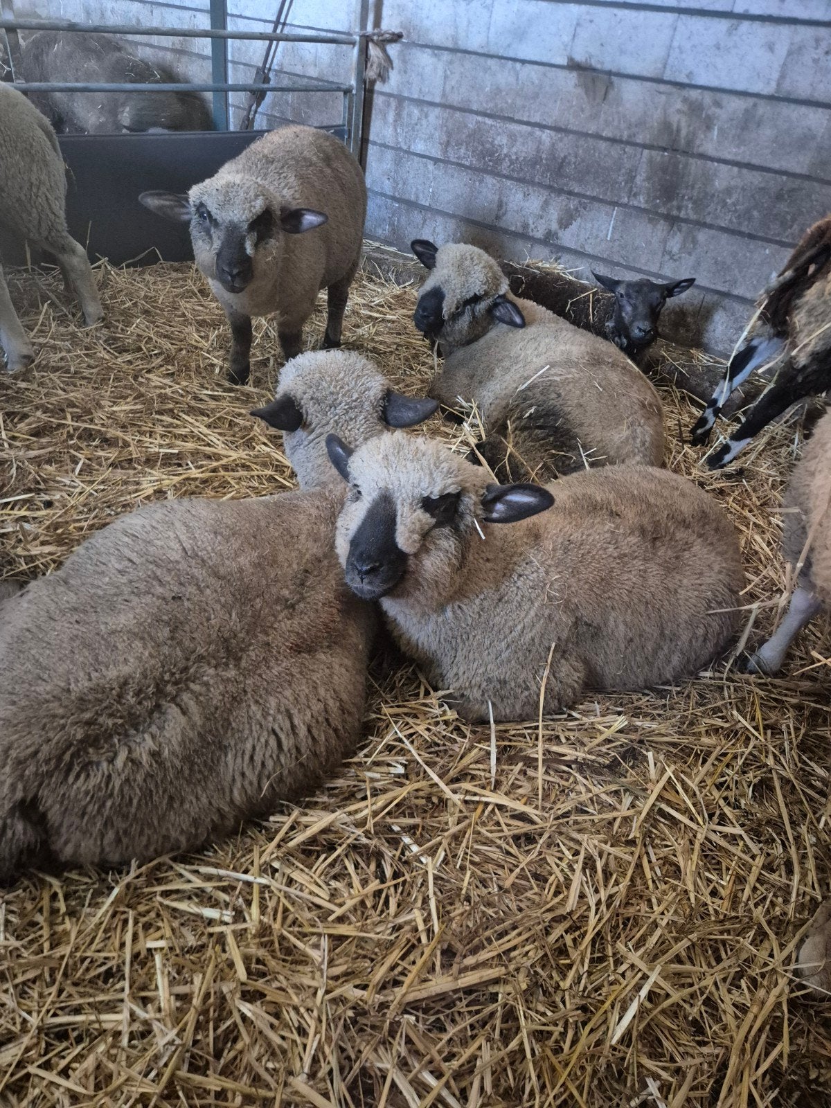 hampshiredown ooi lam en oudere dieren