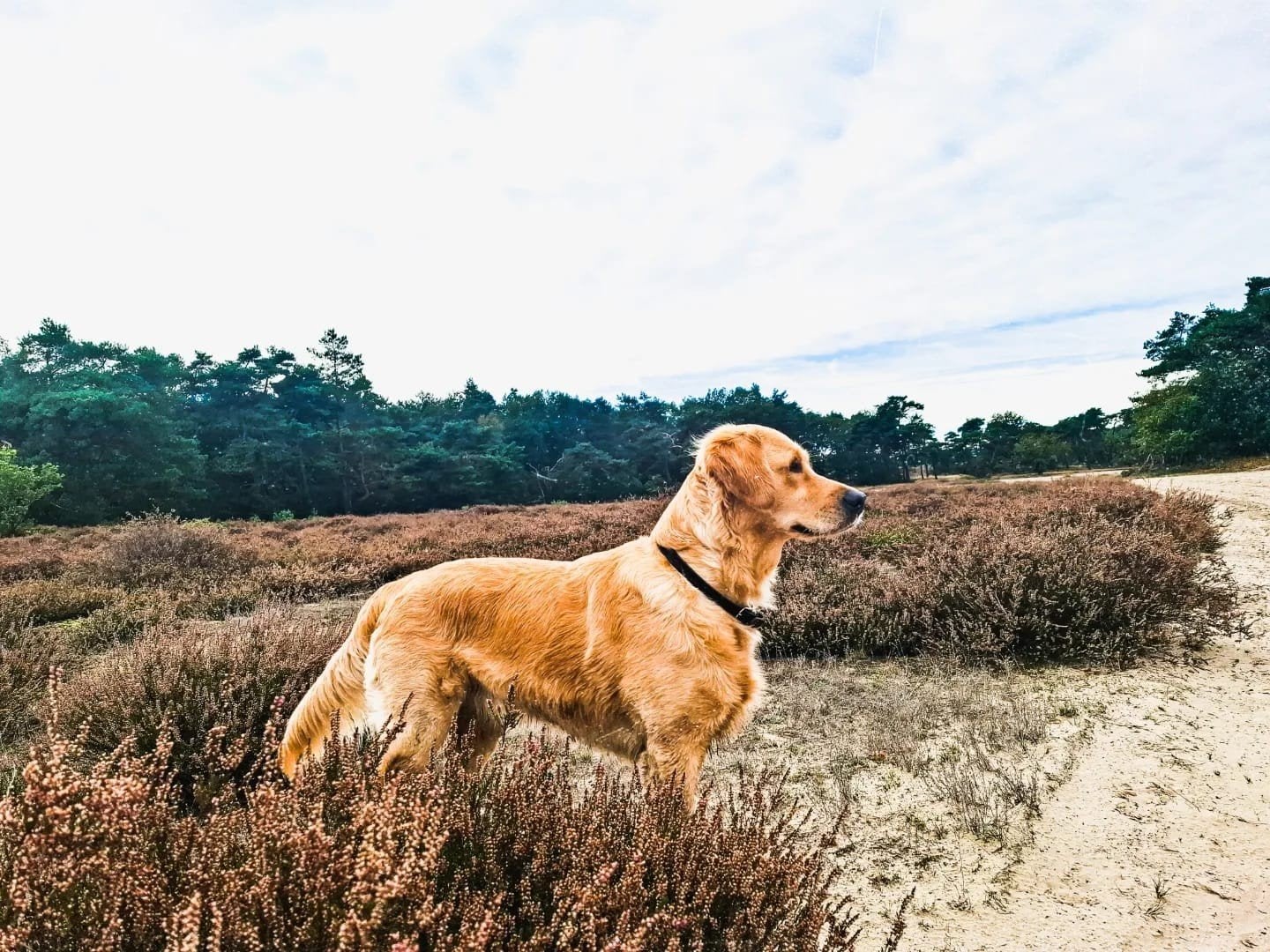 golden retriever pups x, Golden retriever, 8 tot 15 weken, Meerdere, Meerdere dieren