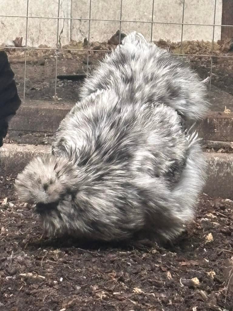 Te koop 2 zijdehoenders kippen hennen, Dieren en Toebehoren, Vrouwelijk, Kip