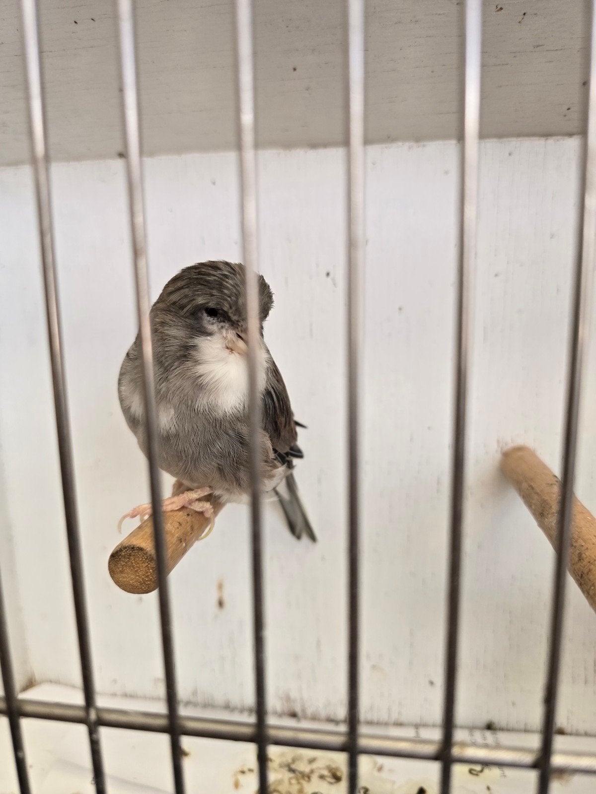 Mooie een man van 2025, Dieren en Toebehoren, Vogels | Kanaries, Mannelijk, Kleurkanarie