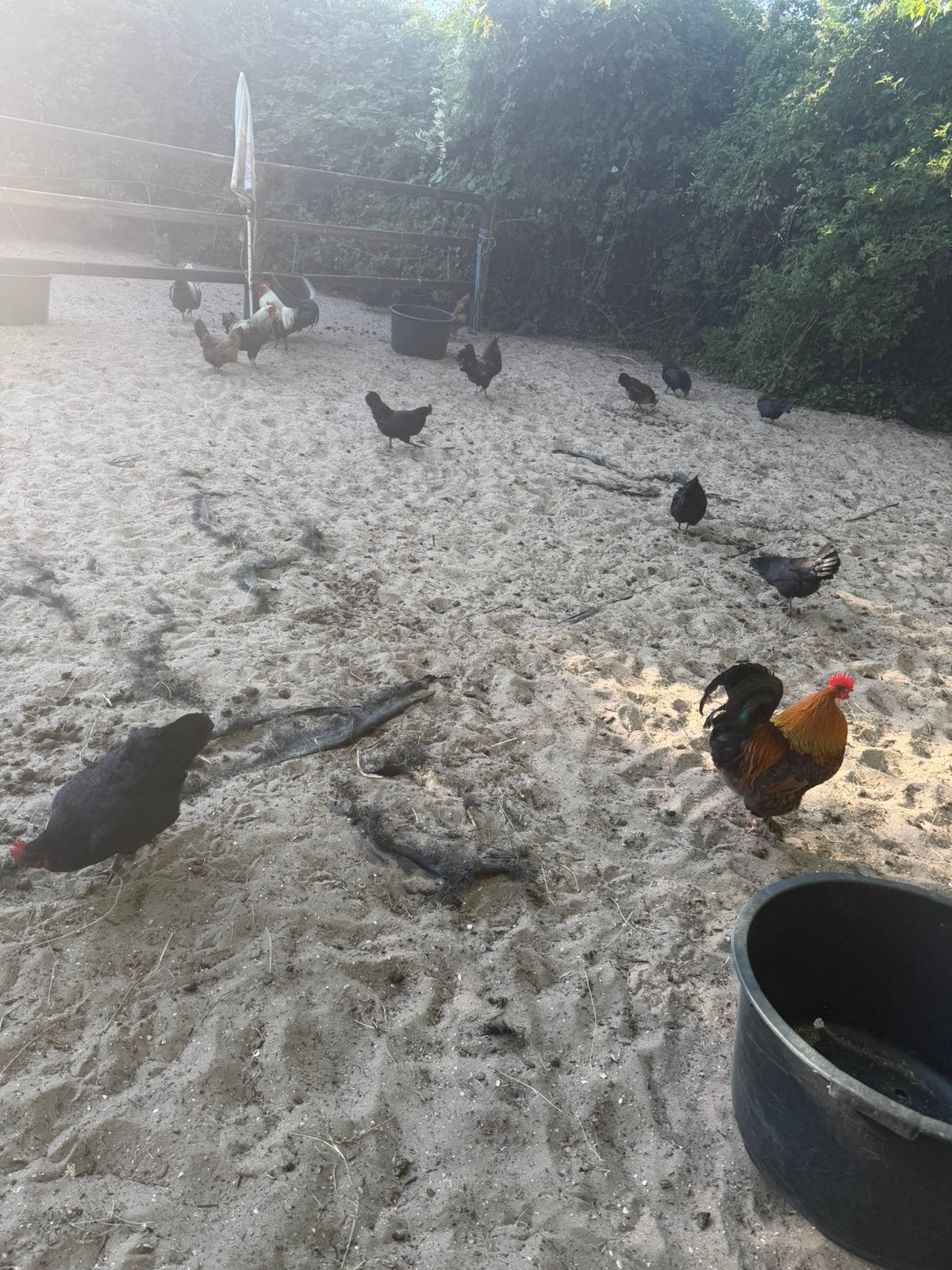 Kippen en hanen zoeken een nieuw huisje, Dieren en Toebehoren, Pluimvee, Mannelijk, Kip