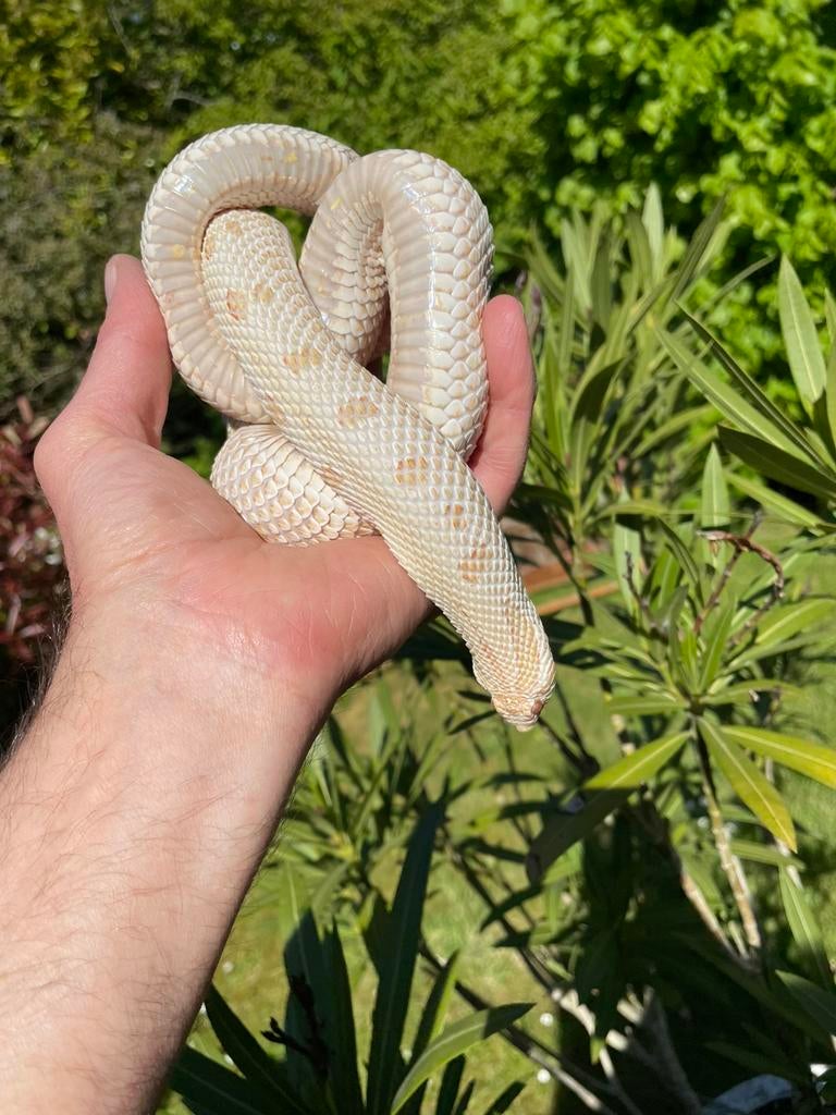 0.1 ALBINO ARCTIC CONDA volwassen heterodon nasicus Hognose Snake - female for sale from Barry