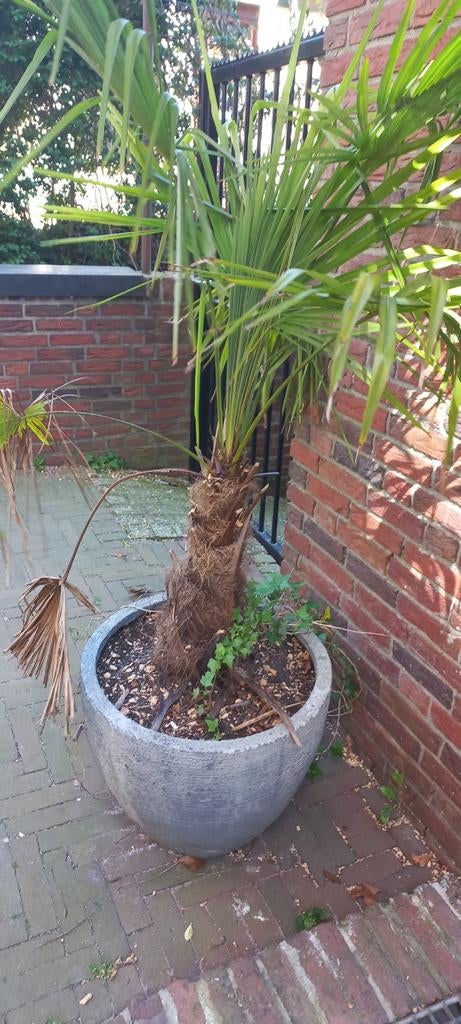Palmboom, Volle zon, Ophalen of Verzenden, 100 tot 250 cm, Zomer