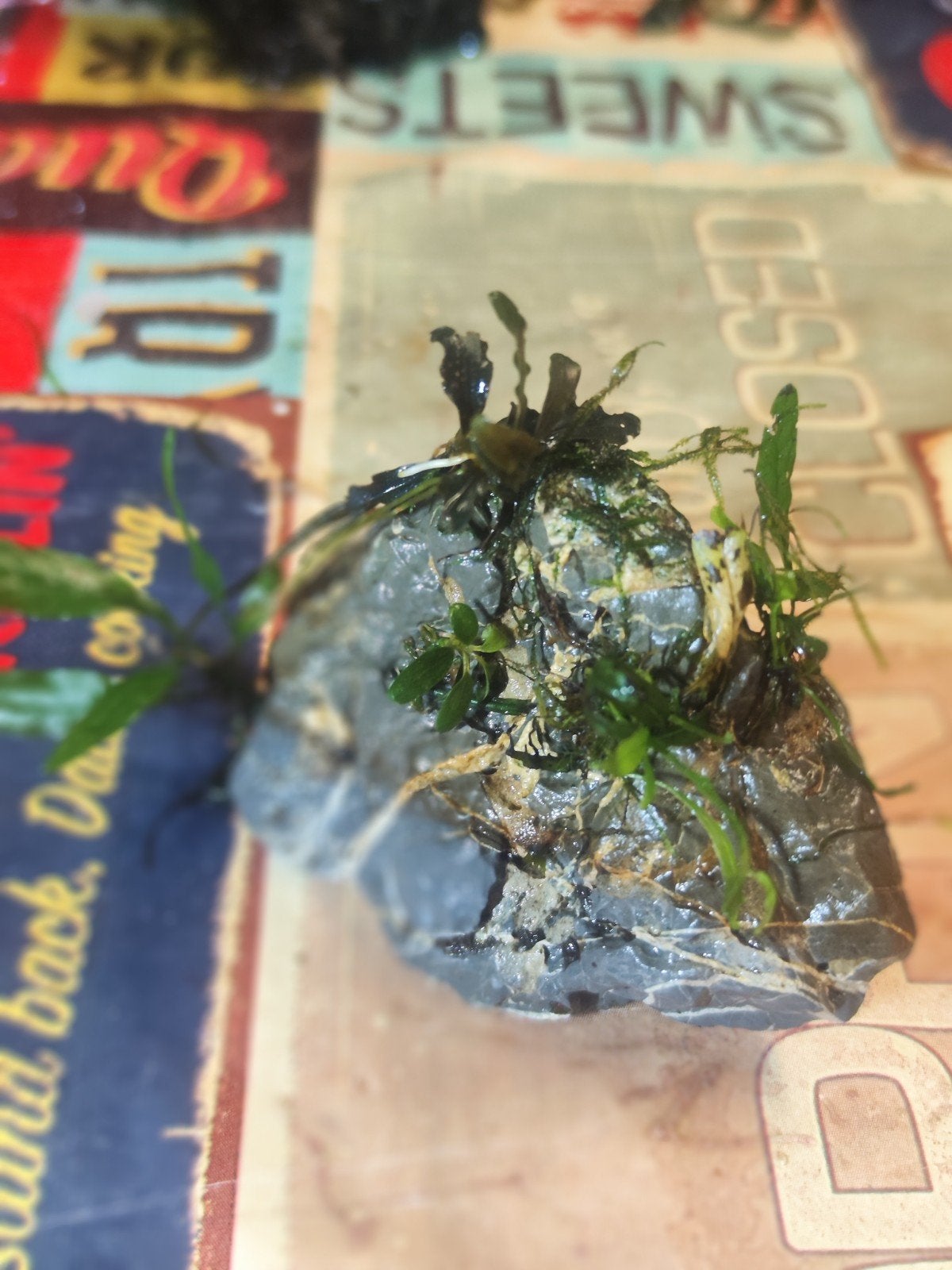 Seiryu steentje met varens en kleine bucephalandra., Dieren en Toebehoren, Ophalen of Verzenden