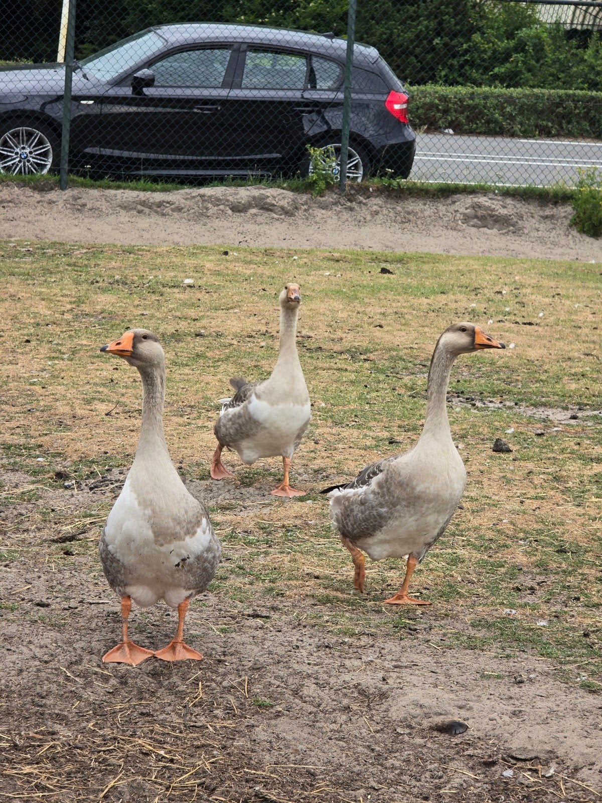 3 jonge ganzen, Dieren en Toebehoren, Pluimvee, Meerdere dieren, Gans of Zwaan