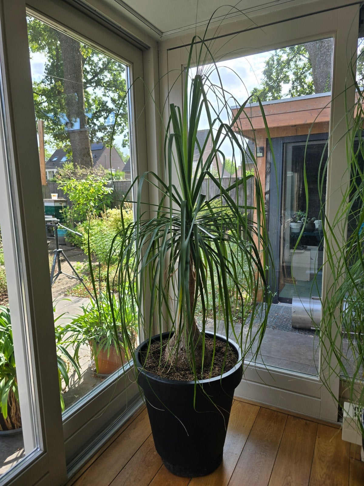 te koop Bocarnia ( olifantspoot ), Huis en Inrichting, Kamerplanten, Ophalen, Overige soorten, Halfschaduw, 150 tot 200 cm