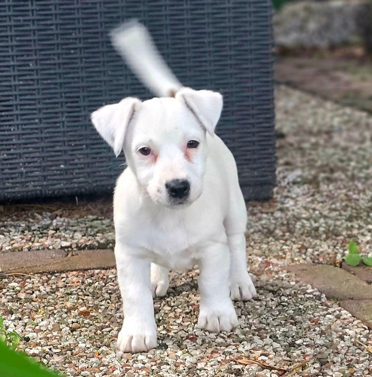 Mooie zuivere Broken Coat/Ruwharige Jack Russel pups, Dieren en Toebehoren, Honden | Jack Russells en Terriërs, Parvo, Jack Russell Terriër