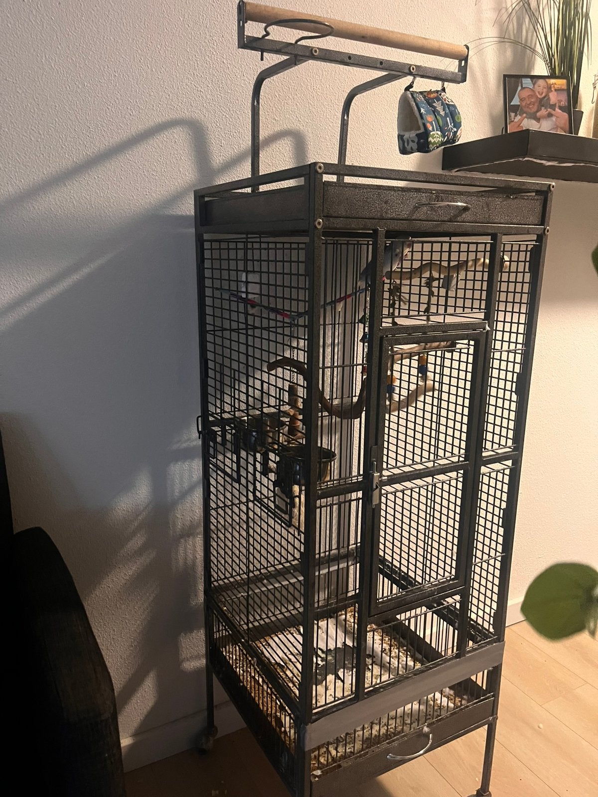 2 dwergpapegaaitjes te koop inclusief kooi, Geslacht onbekend, Dwergpapegaai of Agapornis, Geringd