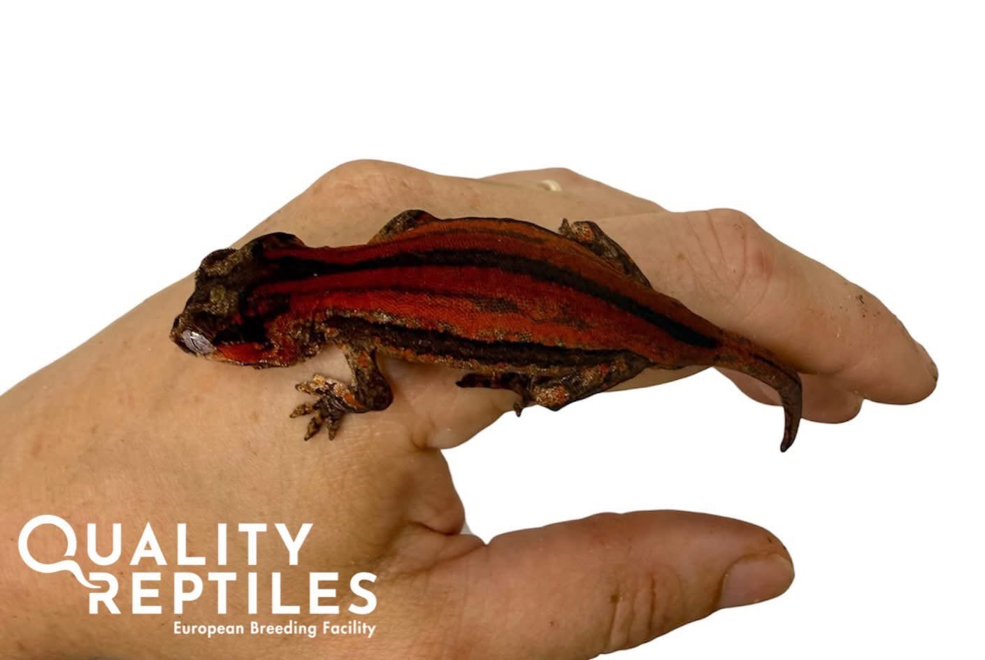Rode pinstripe Gargoyle gekko’s met of zonder terrarium, Hagedis, 0 tot 2 jaar