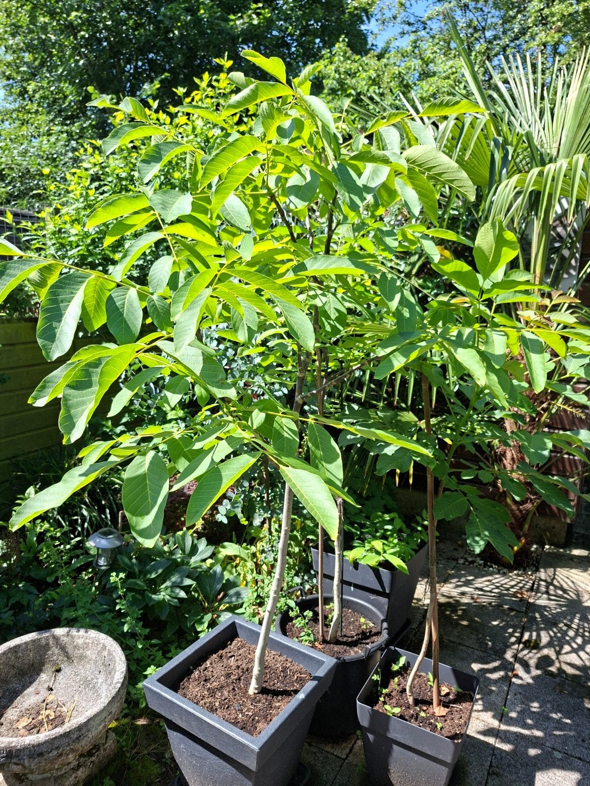 Walnoten bomen., Tuin en Terras, Planten | Bomen, Ophalen, Volle zon, Overige soorten