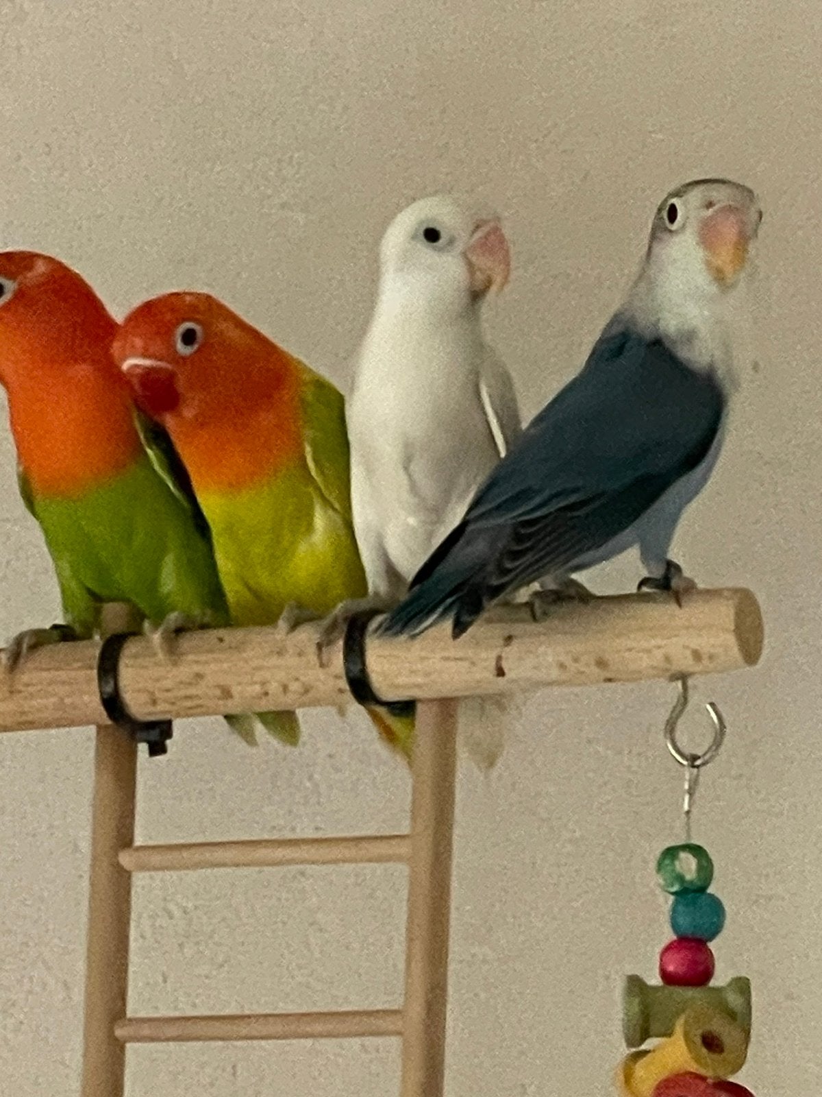 Prachtige Lieve en Jonge Agapornis Dwergpapegaai Handtam, Meerdere dieren, Dwergpapegaai of Agapornis, Tam