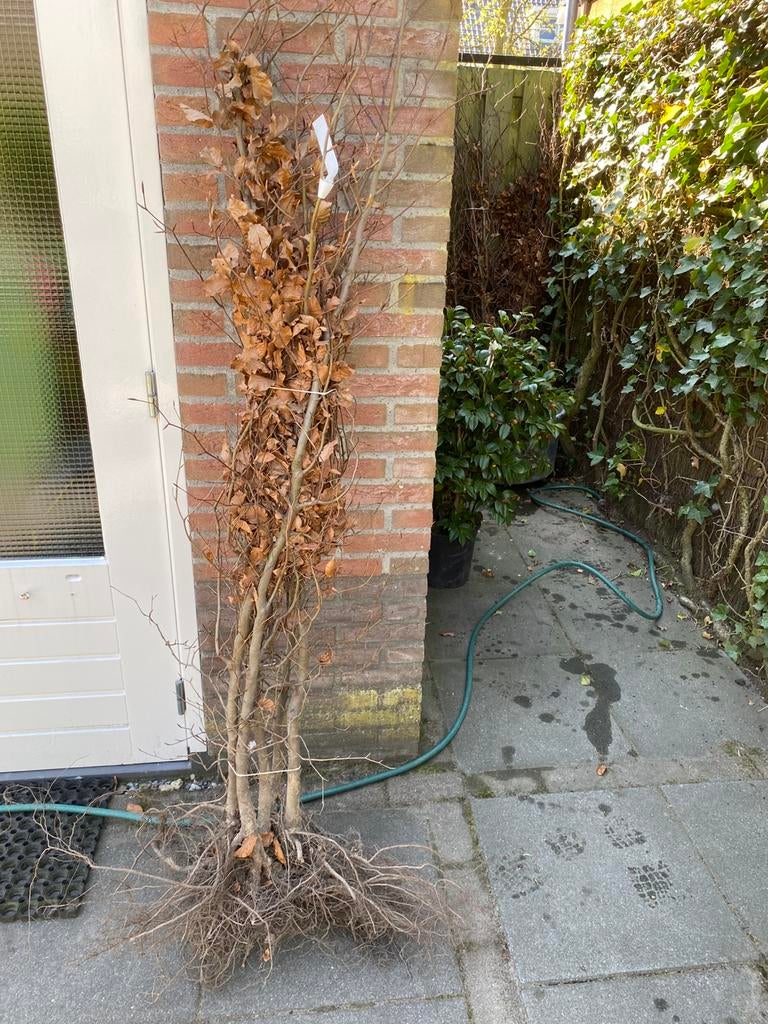 Beuken haagplanten, Tuin en Terras, Ophalen, Beukenhaag, 100 tot 250 cm