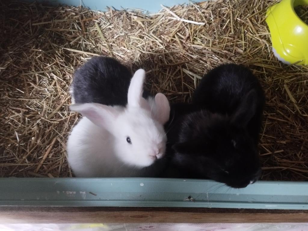 Te koop baby konijntjes, Dieren en Toebehoren, Konijnen, Meerdere dieren, Klein, 0 tot 2 jaar