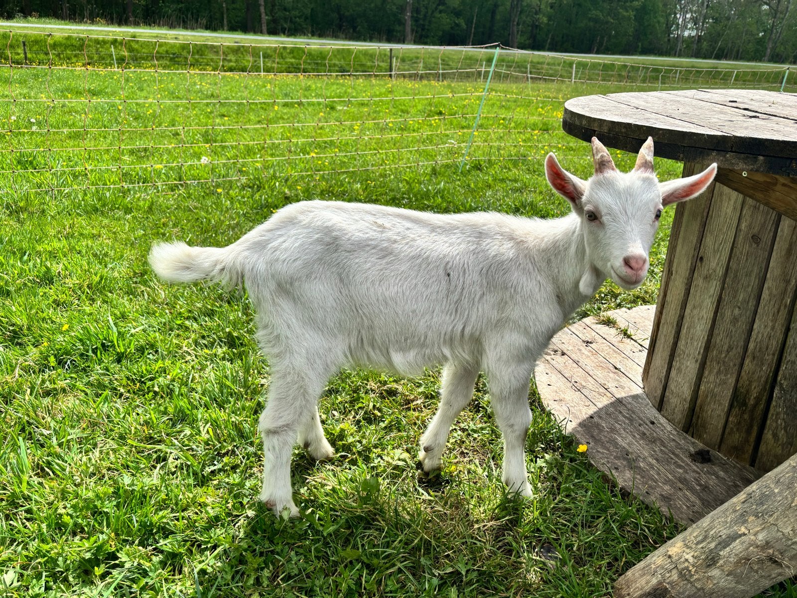 Jonge bok, Dieren en Toebehoren, Schapen, Geiten en Varkens, Mannelijk, Geit, 0 tot 2 jaar