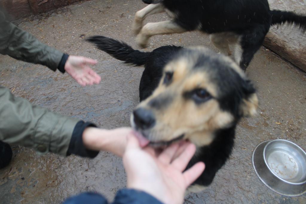Knappe Kim ter adoptie!, Dieren en Toebehoren, Honden | Niet-rashonden, Particulier, Buitenland, Teef, Eén hond