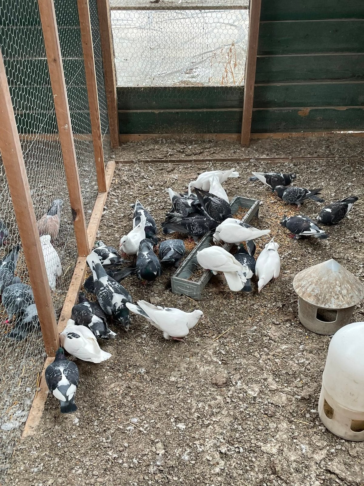 Kuifpostduiven, Meerdere dieren, Postduif