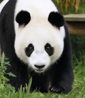 3x Ouwehands Dierenpark Tickets, Tickets en Kaartjes, Recreatie | Dierentuinen, Drie personen of meer, Ticket of Toegangskaart