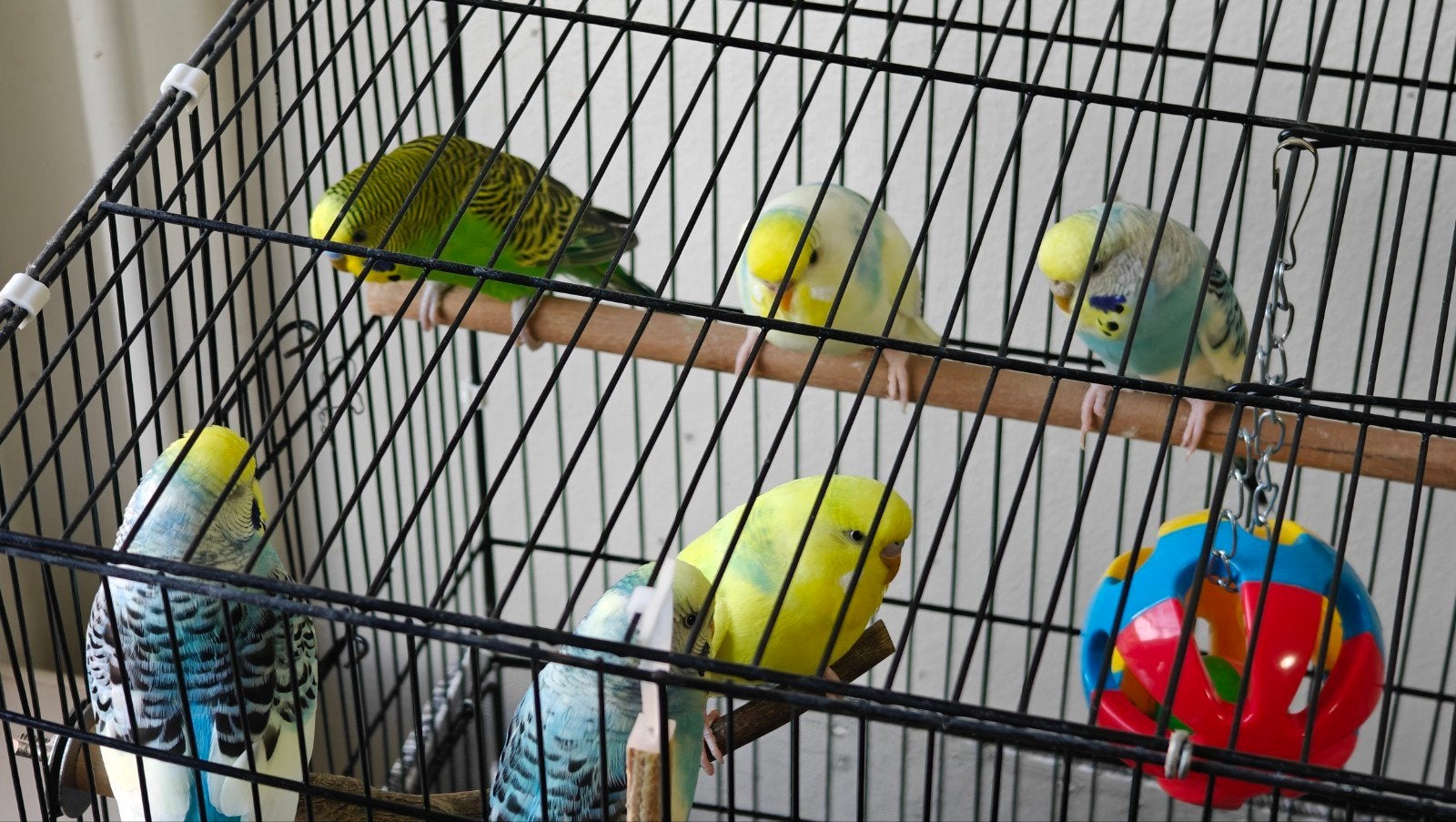 9 parkieten gratis af te halen - Rilland,

Zeeland, Meerdere dieren, Parkiet