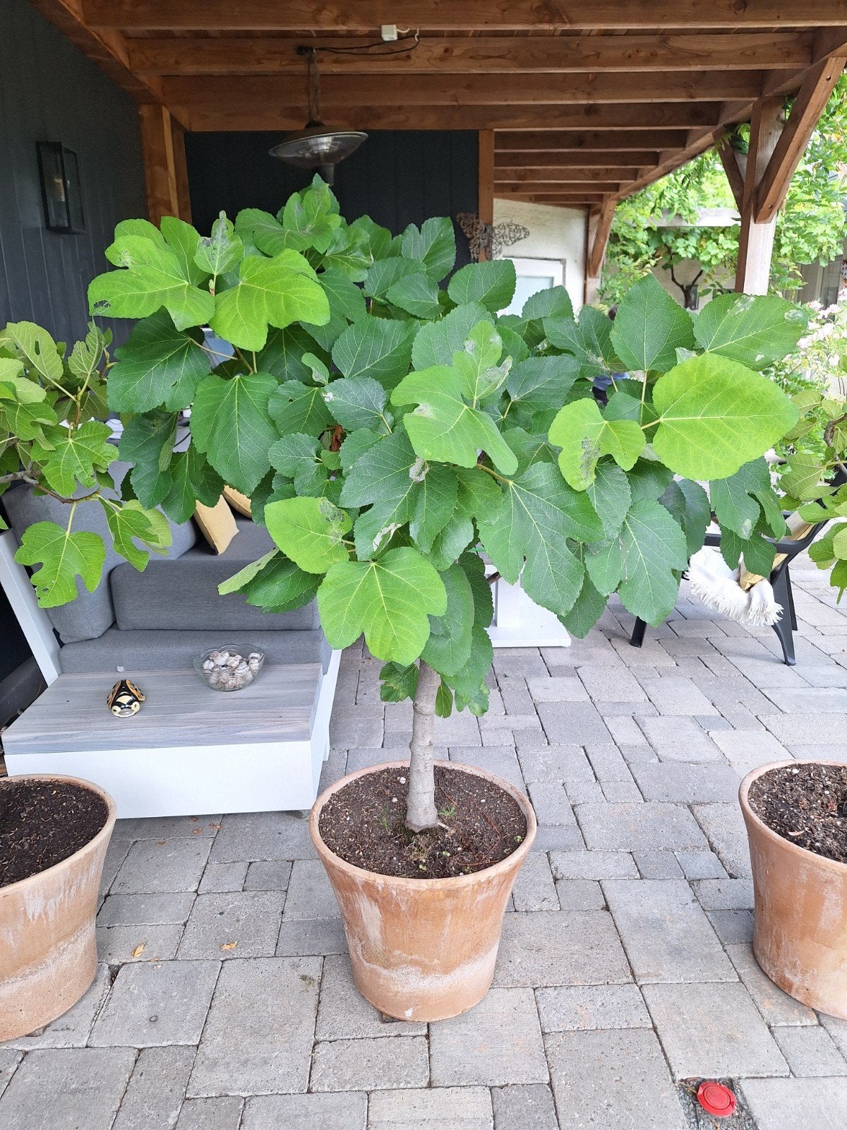 Vijgenboom in pot, Ophalen, Overige soorten, Volle zon
