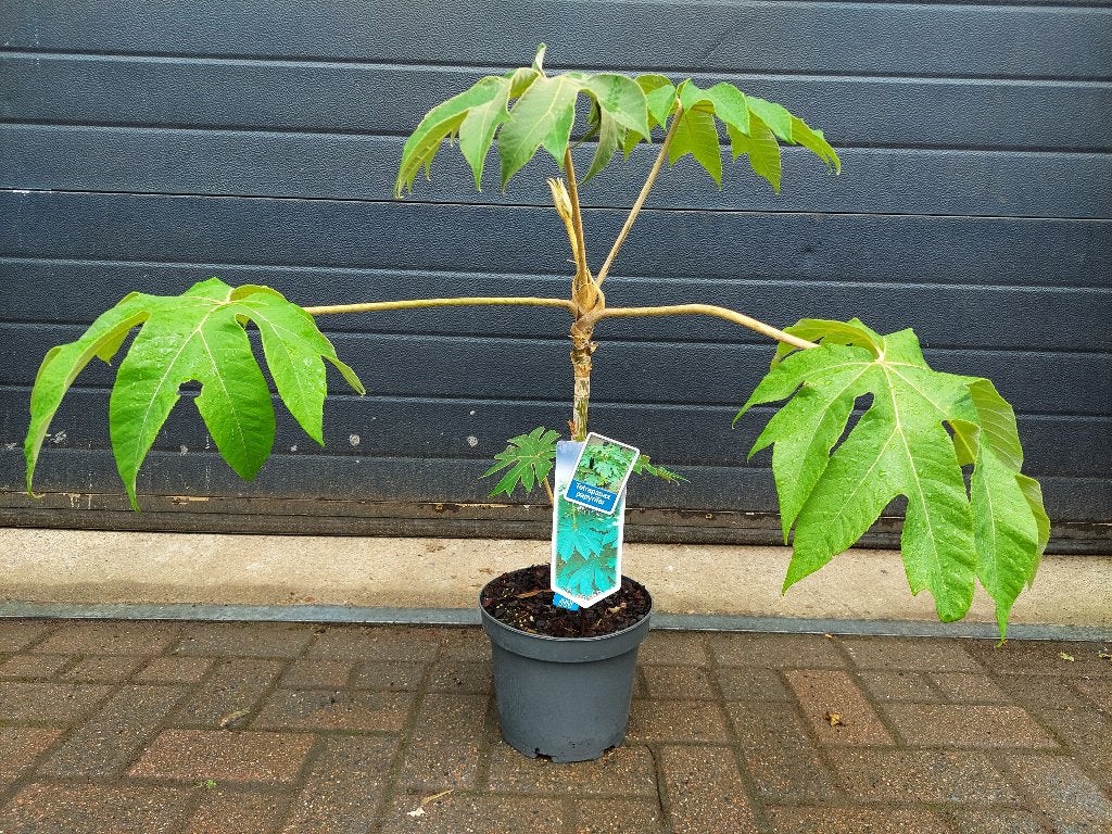 XL Tetrapanax Papyrifer - Chinese Rijstpapierplant H: 80 cm., Vaste plant, Bloeit niet, Halfschaduw, Ophalen