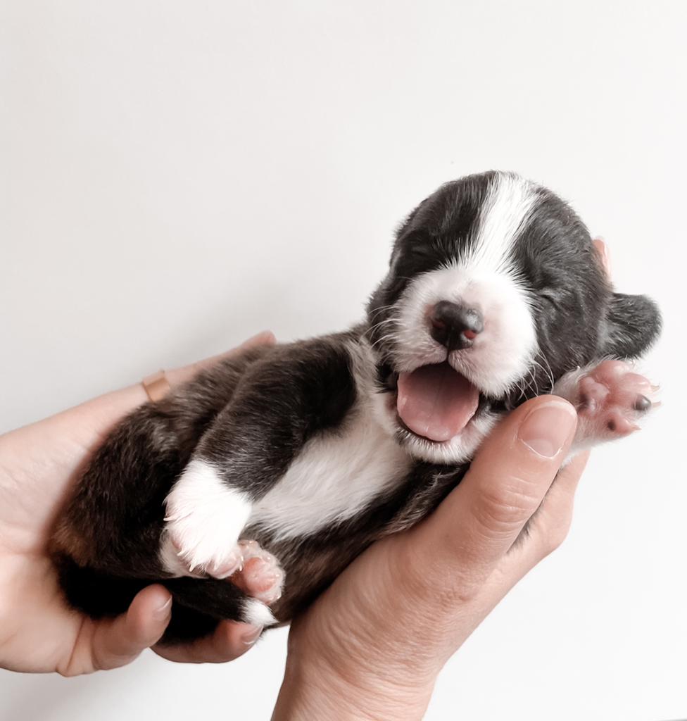 Welsh Corgi puppy’s, Dieren en Toebehoren, Honden | Herdershonden en Veedrijvers, Overige rassen, 8 tot 15 weken, Meerdere, Meerdere dieren