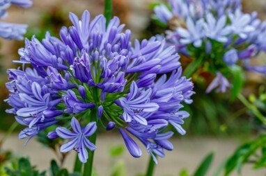 Agapanthus in een 2 liter pot., Volle zon, Vaste plant, Zomer, Ophalen