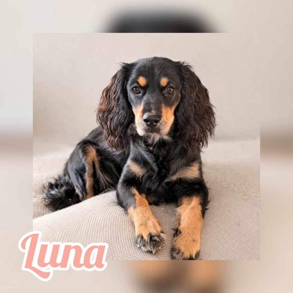 Luna zoekt een nieuw thuis, Parvo, Overige rassen, 1 tot 2 jaar, Teef